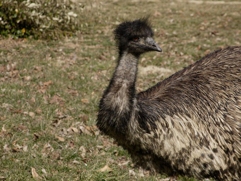 The National Zoo’s Beloved, Aging Emu Has Died