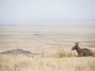 Fauna on the plains of Badlands Wilderness Area