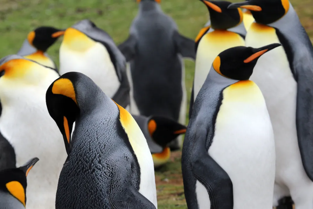 7 - Volunteer Point is home to around 1,500 breeding pairs of king penguins.