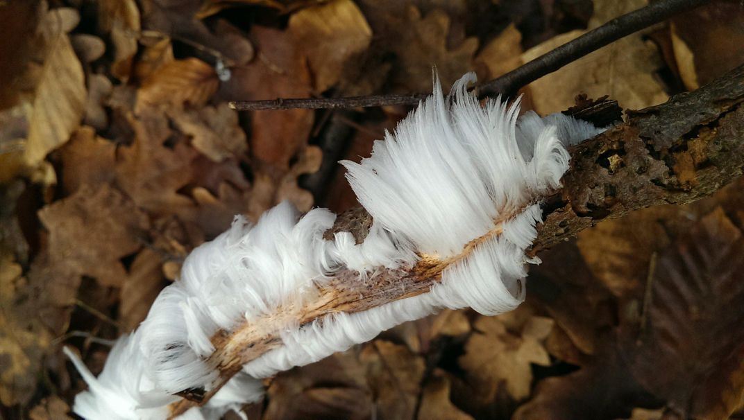 Patches of ice that resemble hair grow from a tree branch held above leaf litter