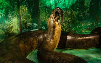 The model of Titanoboa will be on view at the Natural History museum starting tomorrow.