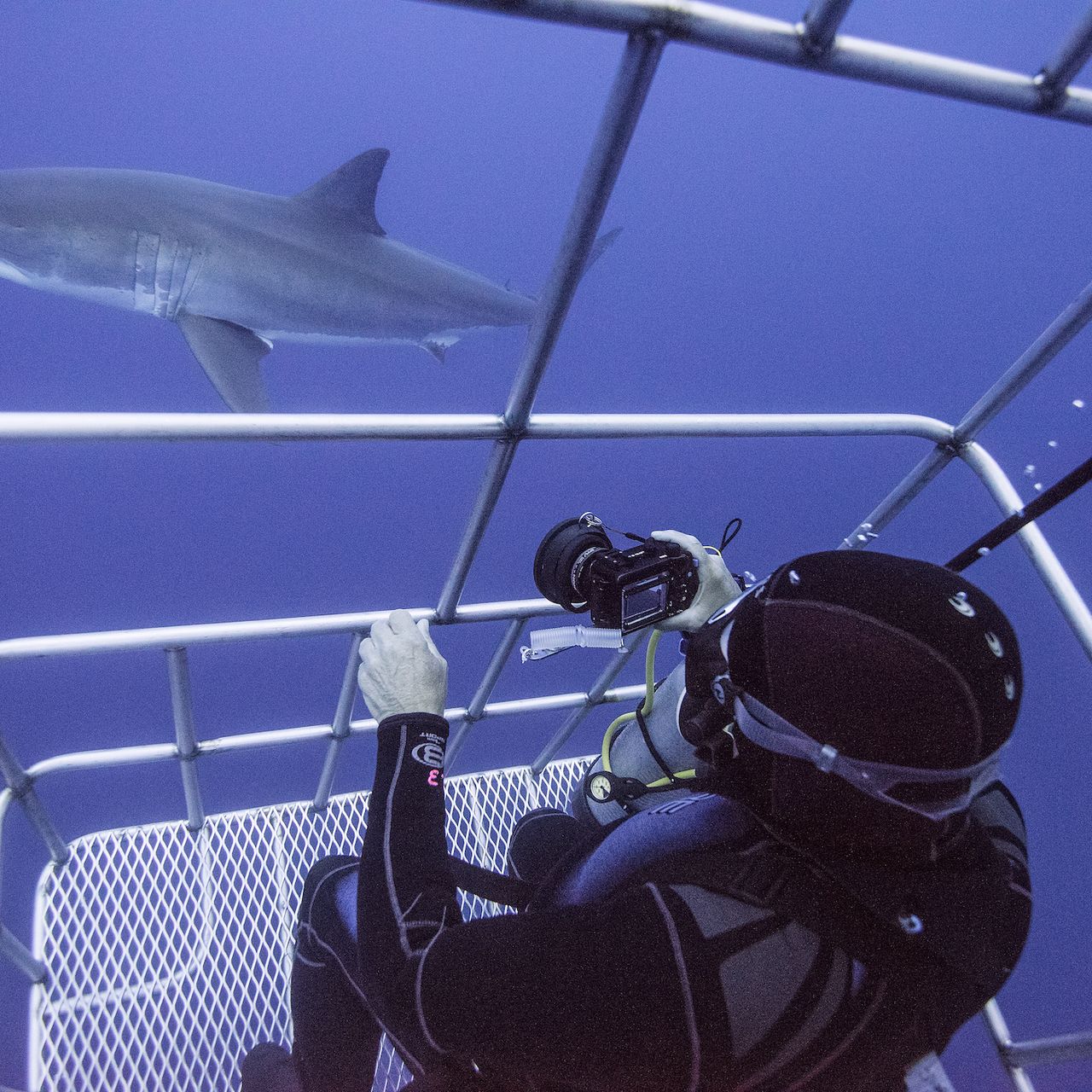 その他 Great White Sharks-Isla De Guadalupe-Mexico [DVD] Great White Sharks-Isla de Guadalupe-Mexico: Amazon.it: Film e TV