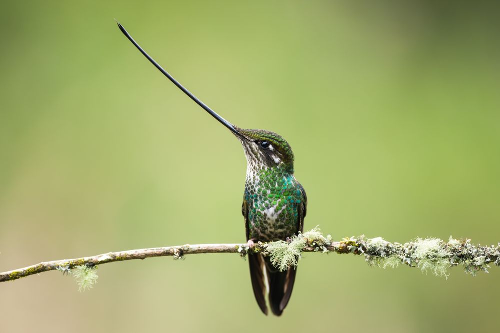 A female sword-billed hummingbird takes a rest outside of Hacienda del Bosque, a small birding eco lodge outside of Manizales, Colombia.