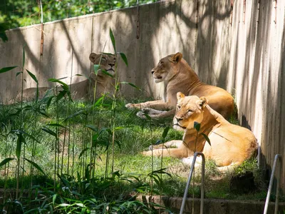Three female African lions rest in the sun and shade in a grassy area along a wood-panel fence