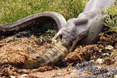An olive python swallows an Australian freshwater crocodile whole
