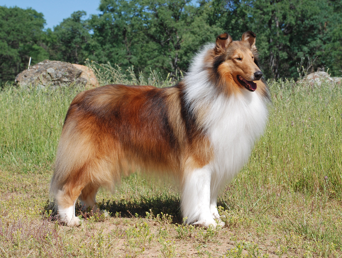 An image of a collie standing outside in a field of grass. The dog has a shaded yellow coat with white patches of fur on its chest, neck and legs. 