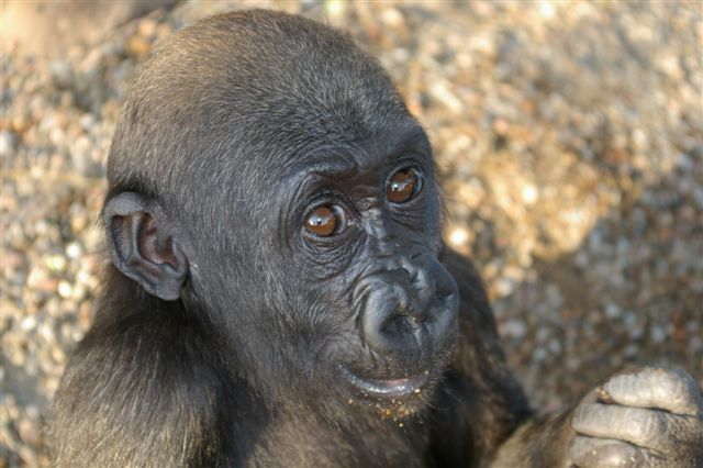 20121206123019gorilla.jpg