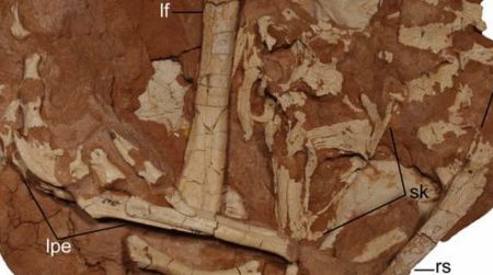 A block containing the partial skeleton of Linhevenator. Abbreviations: ds, dorsal vertebrae; lf, left femur; li, left ischium; lpe, left foot; rh, right humerus; rs, right scapula; sk, skull.