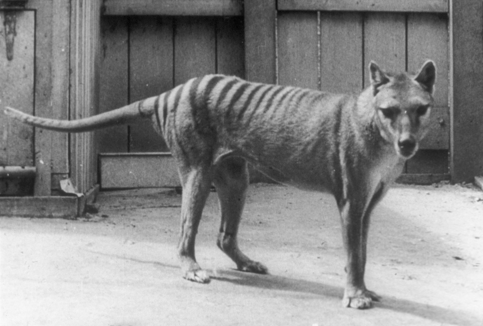 In A First, Scientists Recover Ribonucleic Acid From Extinct Animal Tasmanian  Tiger