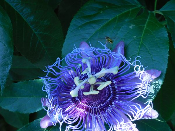 hornet visiting a passion flower thumbnail