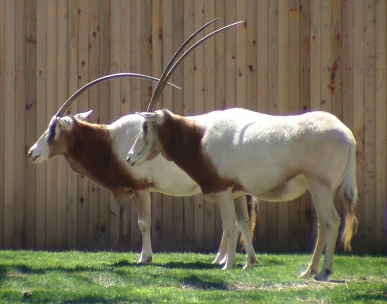 Many animals – including the Scimitar-horned Oryx – are currently extinct in the wild.