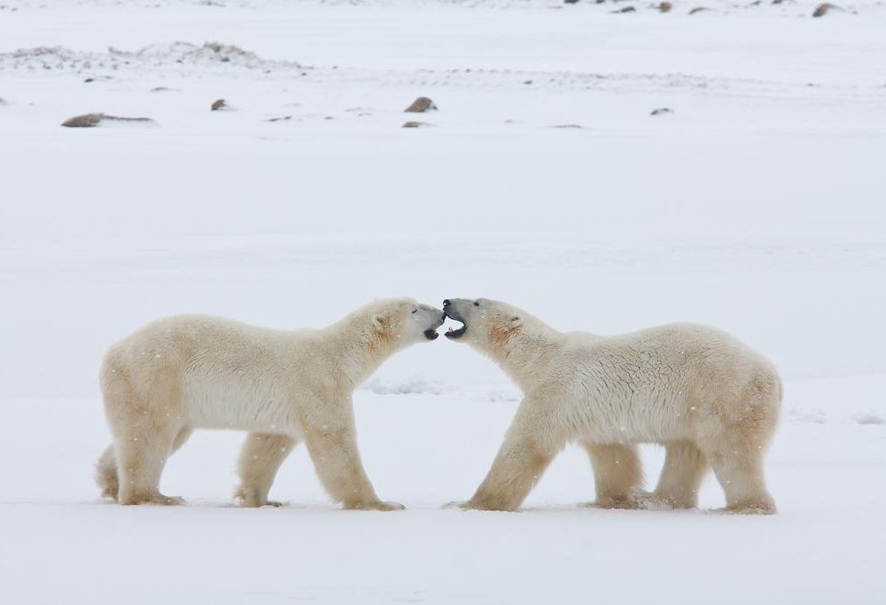 Polar Bears fighting