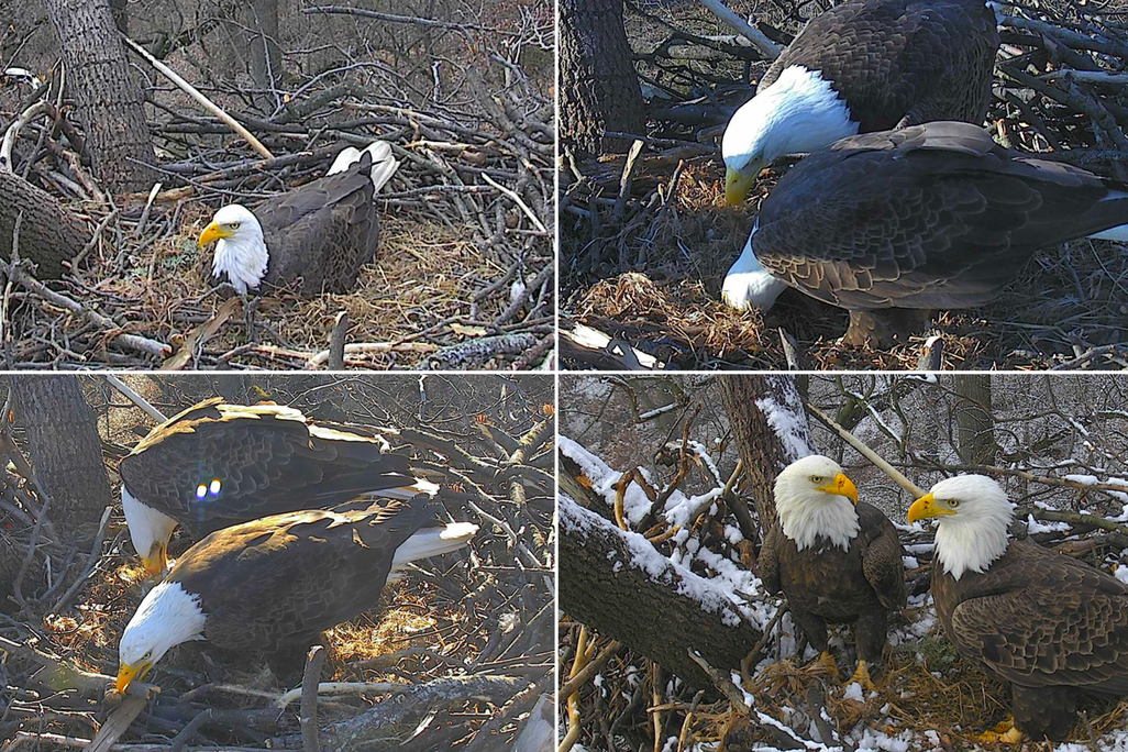 Bald eagle pair