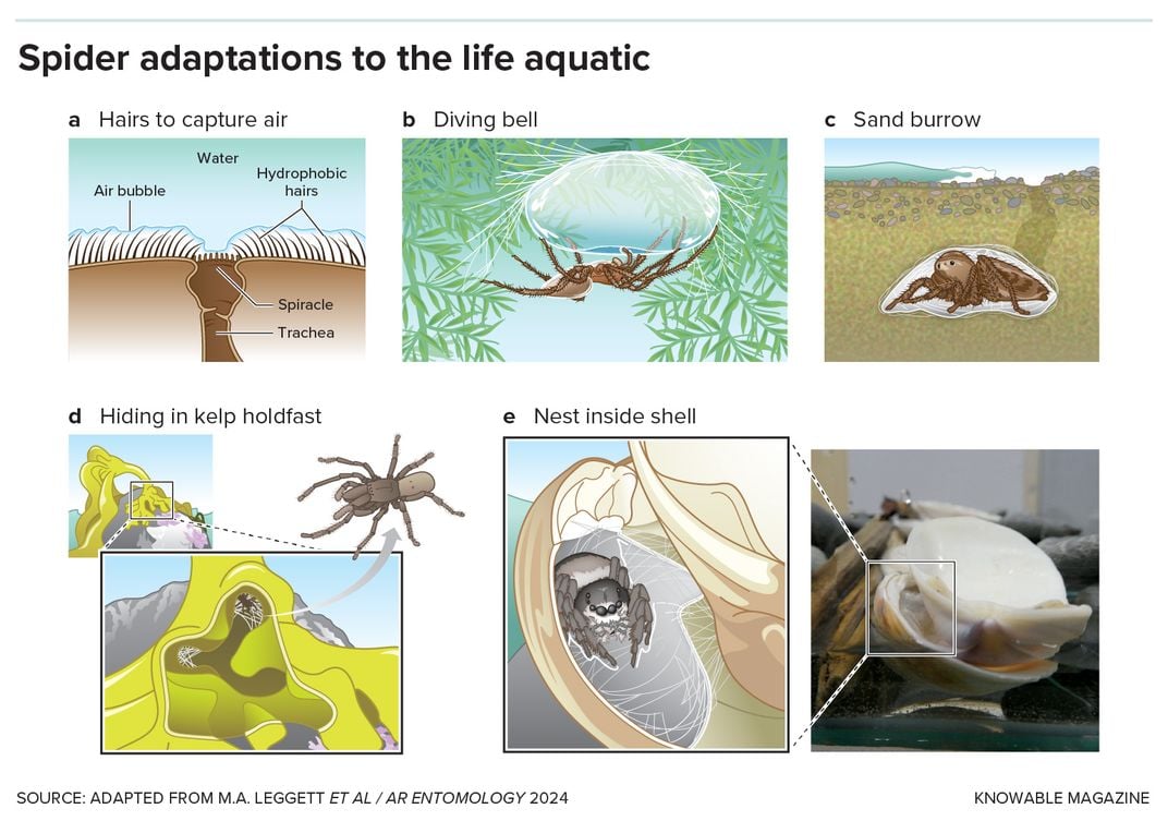 Aquatic Spider Adaptations