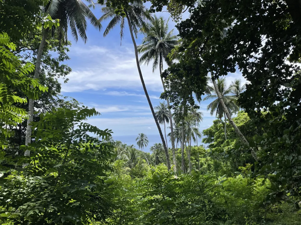 View of the ocean and the sky framed by green foliage