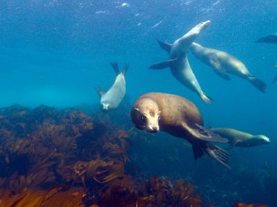 Virtually swim with a sea lion in the Channel Islands National Marine Sanctuary in one of four new 360 degree virtual dives.