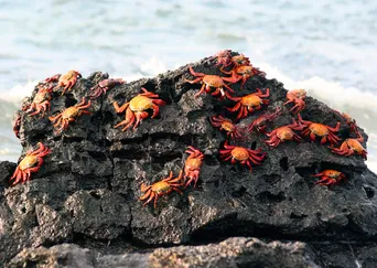 Sailing the Galápagos: A Tailor-Made Journey by Yacht description