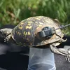 How X-Rays, Plastic Cups and Spools of String Help National Zoo Researchers Find Wild Box Turtle Nests icon