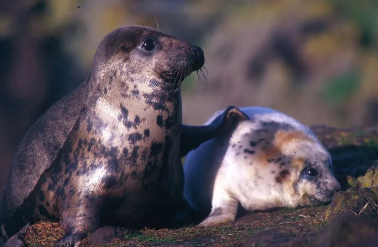 A gray seal and a pup