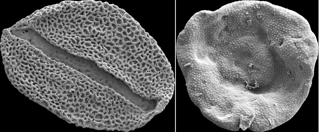 Tiny Fossils, Big Insight; How We Can Use Fossil Pollen to Understand  Earth's Climate History, Smithsonian Voices