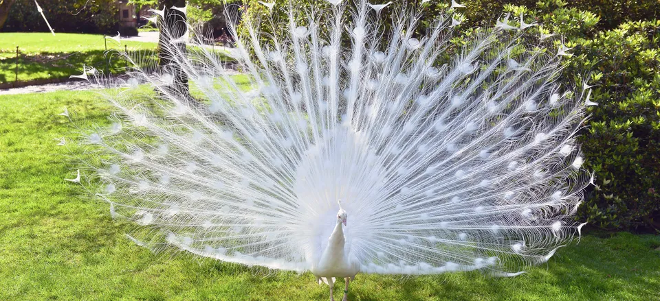  White peacock at home on Isola Bella 