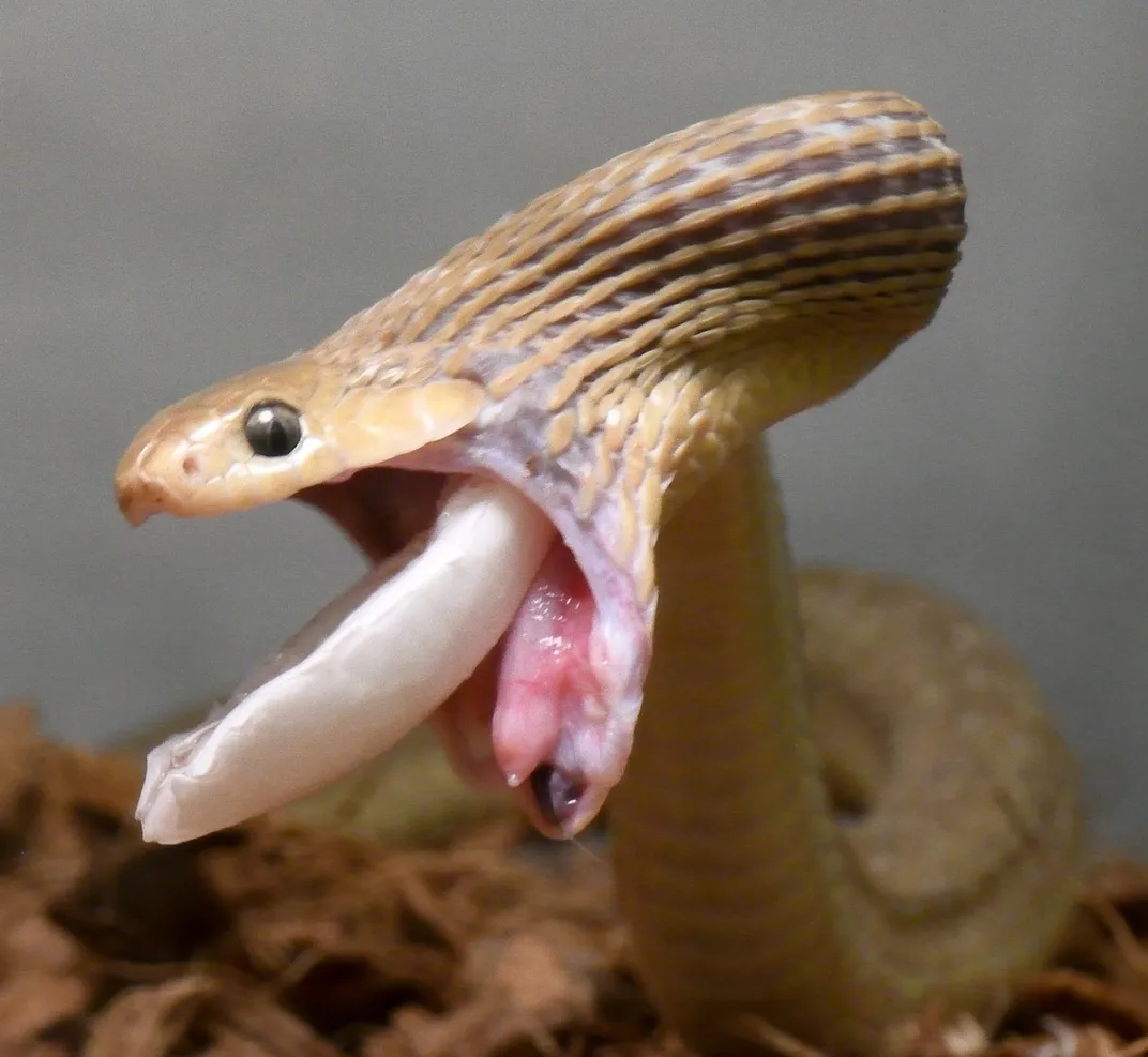 Snake spits up an egg shell