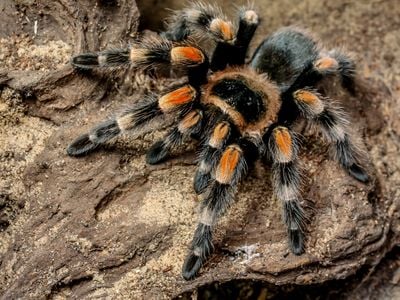 Up to 50 percent of the world&#39;s tarantula species are involved in wildlife trade, including 25 percent of species described since 2000.