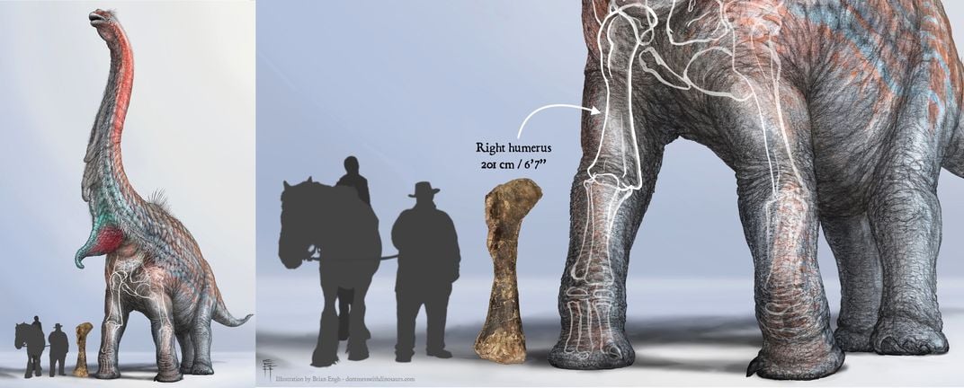 Silhouettes of a Clydesdale horse, human, and the right humerus specimen FHPR 17108 next to an illustration of a Brachiosaurus 