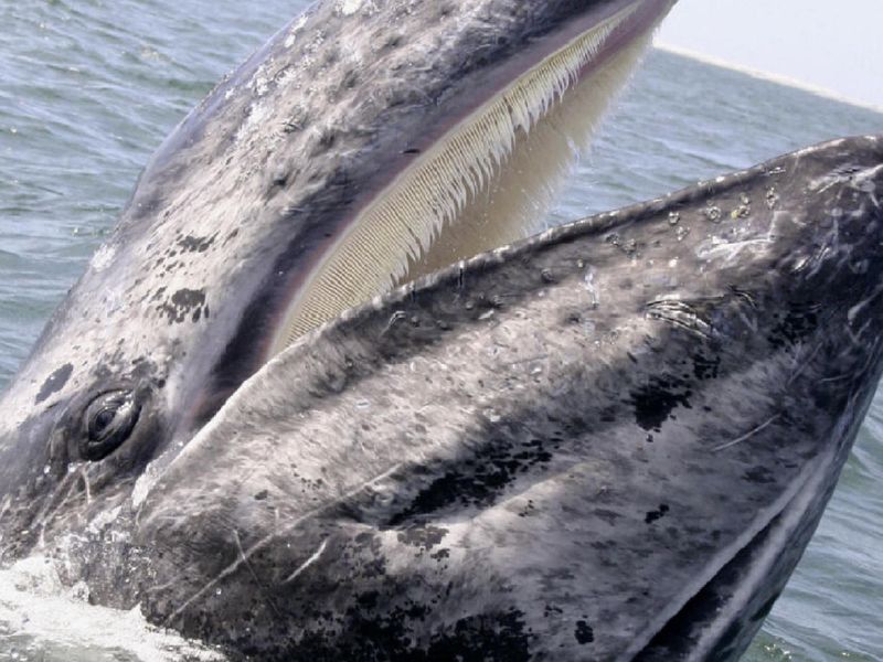 A spyhopping gray whale opens its mouth to show its baleen and appears