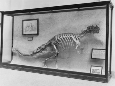 The Smithsonian embedded the first Ceratosaurus ever discovered in the wall of the National Museum of Natural History in 1911. It remained stuck in the wall for more than 100 years. (Smithsonian Institution)