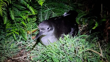 This Seabird Species Dives Deeper When the Water is Clearer