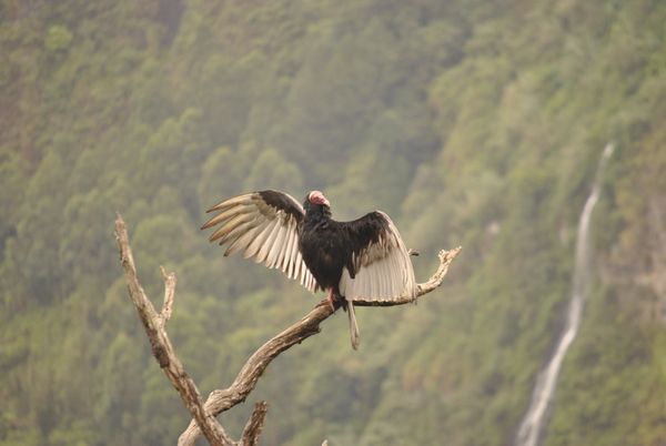 Ecuadorian Vulture thumbnail