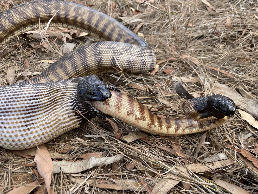a black-headed snake part-way through consuming another black headed snake from the back, its mouth around the middle of the second snake's body