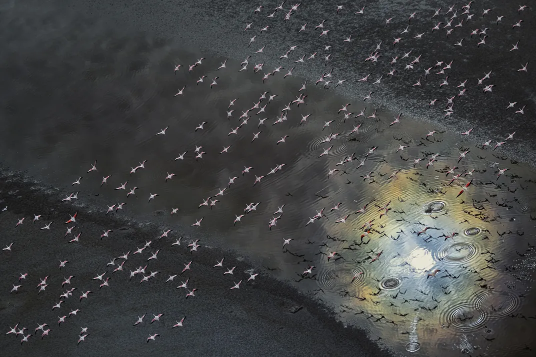 a flock of dozens of flamingoes flies over dark water, with one spot illuminated in a shimmering white-blue-green