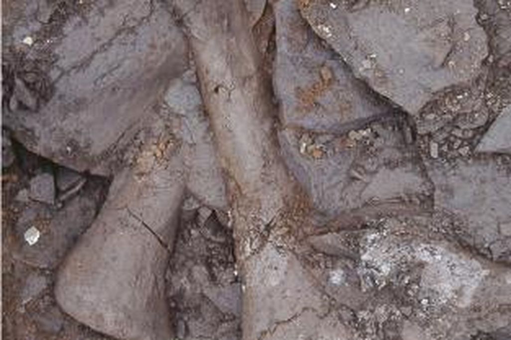 20110520083254juvenile-hadrosaur-bones.jpg