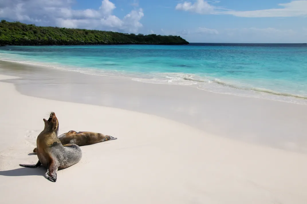Sea lions on a beach in the Galápagos Islands