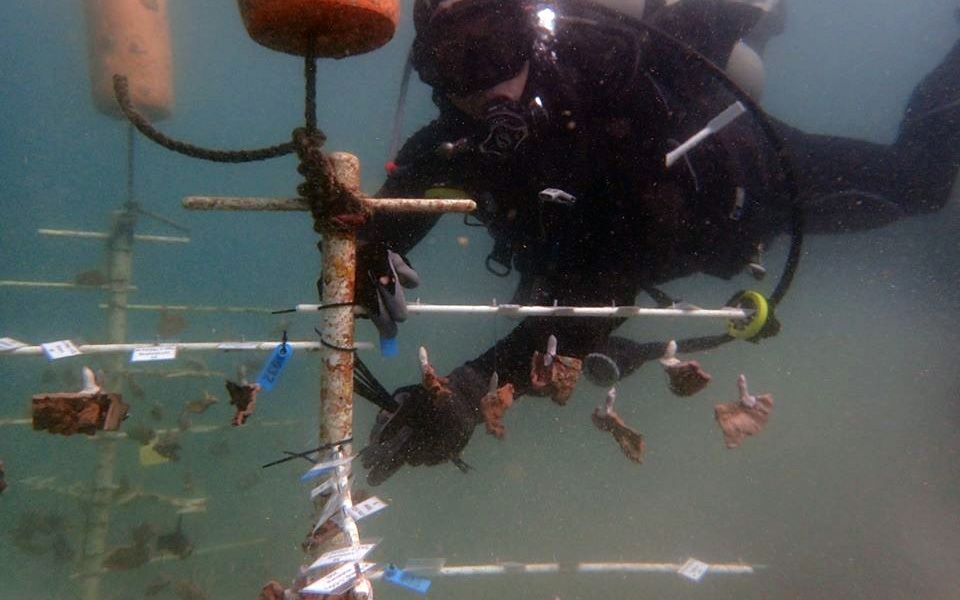 Smithsonian Conservation Biology Institute scientist Mike Henley dives at a coral nursery where brown rice coral and blue rice coral grow.