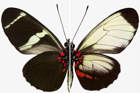 The wings of a normal and CRISPR-edited Sara Longwing butterfly show how disabling a single gene can change the patterns
