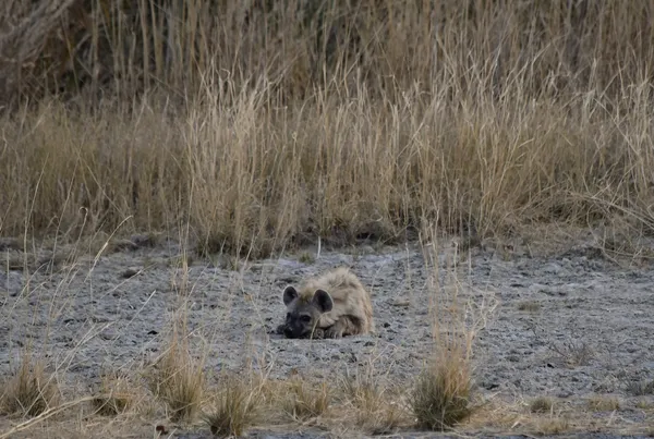 Baby Hyena thumbnail