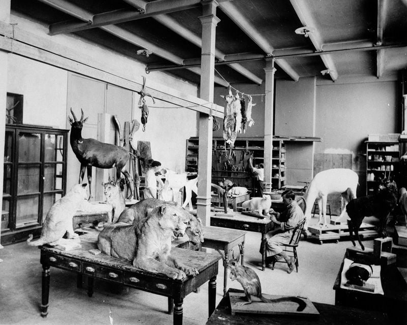 A room crowded with taxidermied animals collected from African nations, including several lions on a table in the foreground. A person sits a table working on a smaller animal specimen.