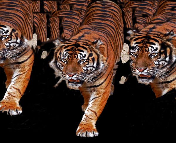 abstract tiger art photo thumbnail