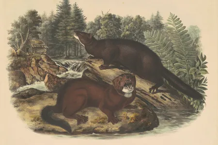 An 1844 illustration of mink