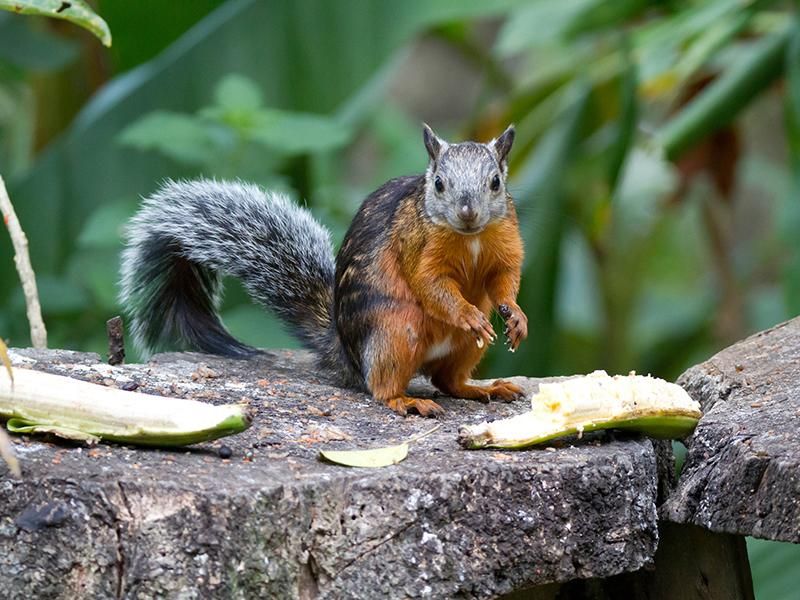 Variegated Squirrel