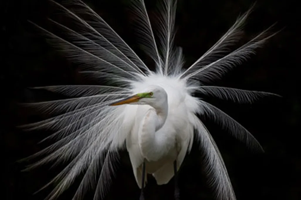 Great White Egret, by Antonio Soto, photographed March 2009, South Florida