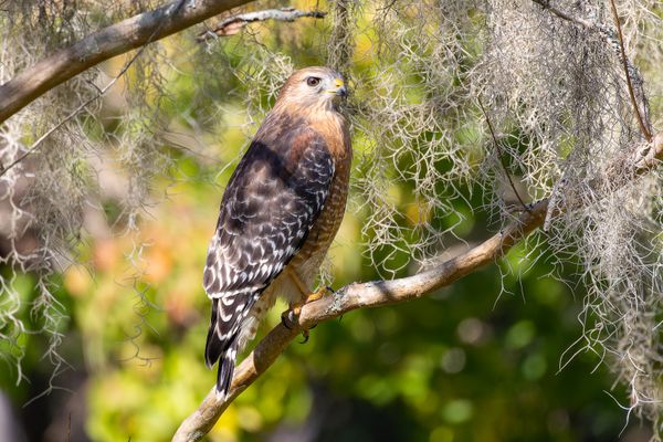 Red-shouldered Hawk thumbnail