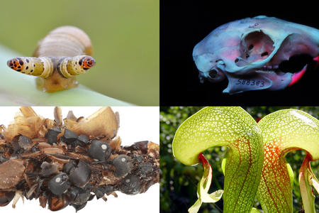 Collections at the Smithsonian's National Museum of Natural History are filled with all sorts of eerie specimens. (Clockwise from top left: Gilles San Martin via Wikimedia, Smithsonian Institution, NoahElhardt via Wikimedia, Karie Darrow) 
