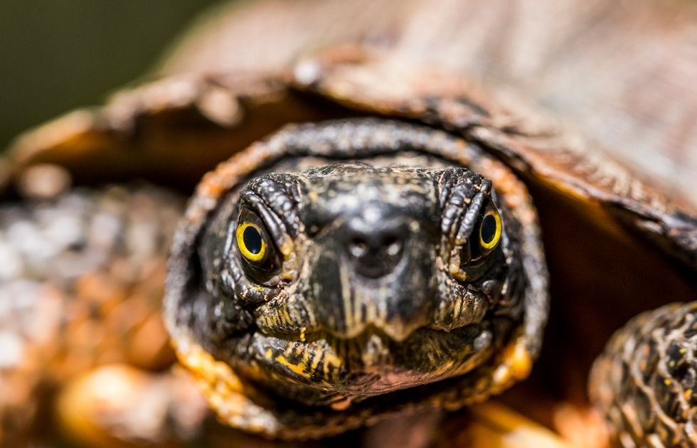 A wood turtle with dark, mottled, scaly skin and yellow eyes.