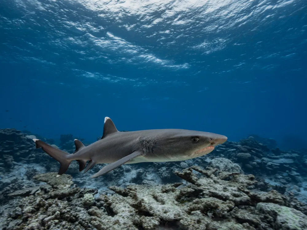 A grey reef shark swims over a coral reef