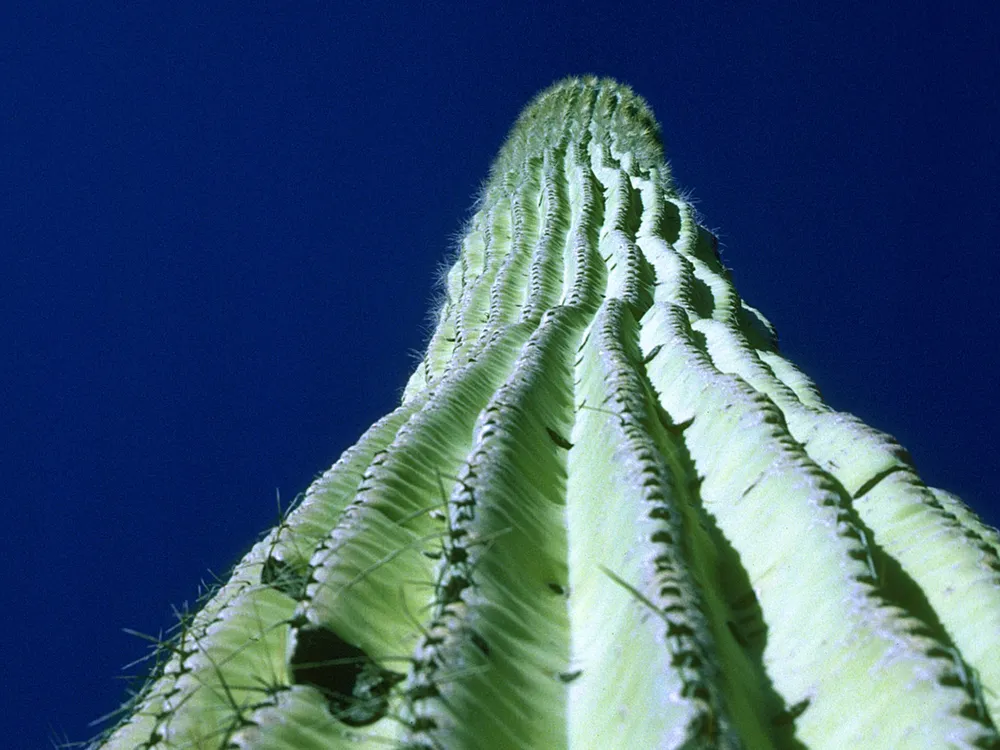 The Saguaro Cactus - A Natural History