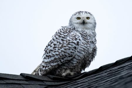 The new local celebrity of Cypress, California, perches on a rooftop.